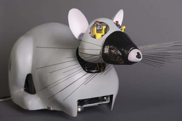 Psikharpax, le robot-rat, qui développe tout seul des capacités, par apprentissage. © CNRS Photothèque/ISIR/RAJAU Benoît