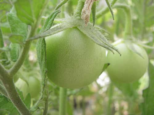 Les tomates peuvent se planter dans un bac de taille moyenne. © Edgar Rodriguez, Flickr CC by-sa 2.0