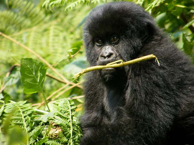 Des gorilles de Hirwa sont décédés d'un virus d'origine humaine. © petercolesdc, Flickr, CC by-sa 2.0