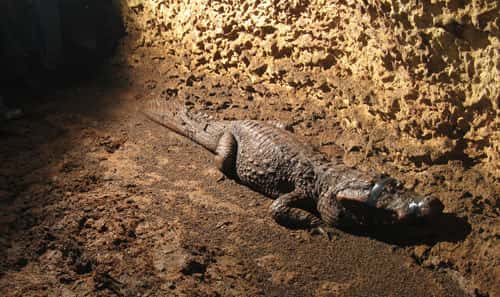 Un crocodile surpris au fond de la grotte où il vit. Mais comment est-il arrivé là ? Et de quoi se nourrit-il ? © Olivier Testa