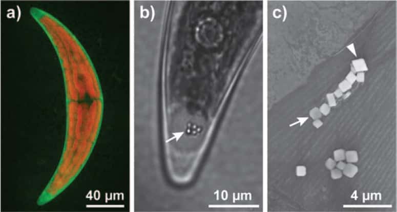 L'algue verte unicellulaire <em>Closterium moniliferum </em>(visible en entier en a) accumule des vésicules (flèche en b) formées de cristaux (flèche en c) à base de barium et de strontium. © <em>ChemSusChem</em>
