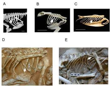 Quelques apophyses uncinées, des appendices osseux sur les côtes. Leur présence sur des fossiles de dinosaures montre qu’ils respiraient probablement comme les oiseaux (qui le font d’une manière très particulière). En A, les apophyses d’un casoar à casque (<em>Casuarius casuarius</em>), un coureur. En B, celles d’un Hibou Grand Duc d’Europe (<em>Bubo bubo</em>). En C, celles d’un plongeur, le Pingouin torda (<em>Alca torda</em>). En D et E, celles, respectivement d’<em>Oviraptor philoceratops</em> et de <em>Velociraptor mongoliensis</em>. © J. R. Codd, P. L. Manning, M. A. Norell, Steven F. Perry