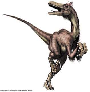 Un <em>Velociraptor</em>, cousin du tyrannosaure, théropode comme lui et qui a comme lui hanté les chaudes contrées de la fin du Crétacé. © Christopher Srnka/Jeff Poling