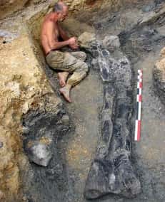On dégage le fémur de sauropode de plus de 2,2 mètres de long. © Grand Angoulême 2010 - P. Blanchier