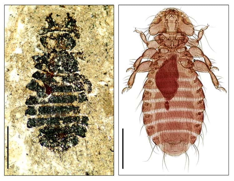 Les fossiles de puces et les génomes des puces actuelles ont permis de conclure que ces insectes existent depuis plus de 115 millions d'années ! © Université de l'Illinois