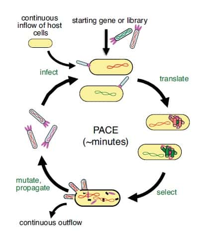 Les bactéries (ovale jaune) sont infectées (<em>infect</em>) par des phages (bâtonnet gris) qui injectent leur génome (rouge et vert). Les protéines virales sont traduites (<em>translate</em>), et seules celles qui ont des propriétés intéressantes vont être sélectionnées (<em>select</em>) et donner naissance à des phages infectieux (<em>mutate, propagate</em>). Les autres phages sont éliminés (<em>continuous outflow</em>). © <em>Nature</em>