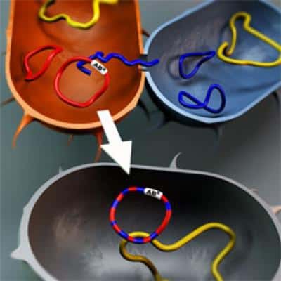 Le mécanisme de conjugaison permet de transférer de l'ADN plasmidique circulaire entre deux cellules non parentes, et donc de transmettre des gènes de résistance aux antibiotiques. © Björn Norberg