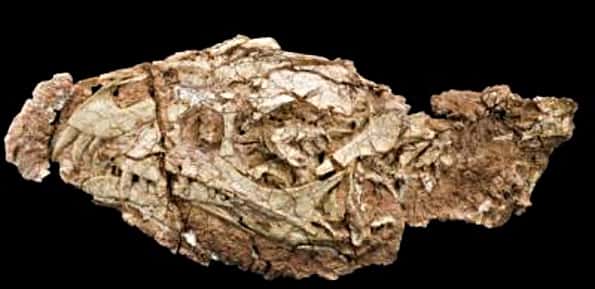 Le fossile retrouvé au Ghost-Ranch ne contenait que le crâne et des vertèbres cervicales. © <em>Carnegie Museum of Natural History</em>