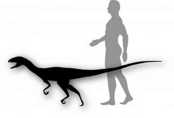 <em>Daemonosaurus chauliodus</em> devait avoir la taille d'un gros chien et marchait sur ses pattes arrière, comme les théropodes.<em> </em><em>© </em><em>Smithsonian</em>