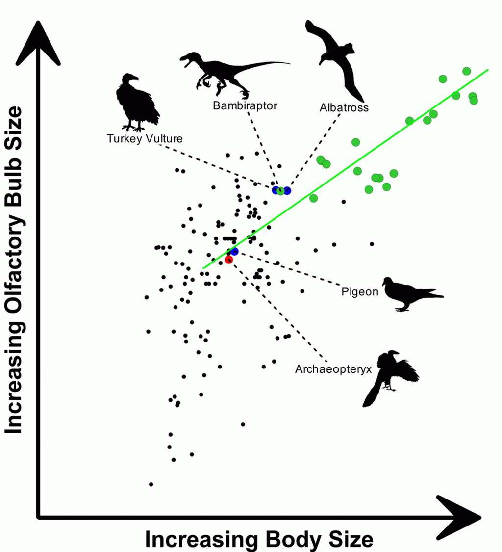 Graphique dont chaque point représente la taille du bulbe olfactif, en fonction de la taille du corps global (en noir les oiseaux, en vert les dinosaures). © Darla Zelenitsky