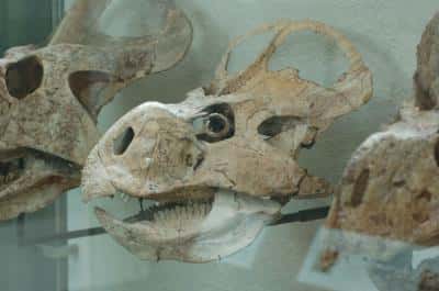 <em>Protoceratops andrewsi</em> était un dinosaure végétarien qui devait se nourrir jour et nuit. © Lars Schmitz, <em>UC Davis</em>