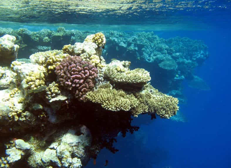 L'expédition Tara Oceans étudiera notamment les coraux. © F. Benzoni/Tara