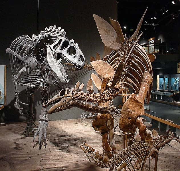 Les squelettes de grands dinosaures (ici un stégosaure adulte et un petit, à droite, et un allosaure, à gauche, au <em>Royal Ontario Museum</em>), sont rarement complets, et nécessitent des fouilles longues, suivies d’une minutieuse préparation pour dégager les ossements retrouvés. © Luke Jones/Licence <em>Creative Commons</em>