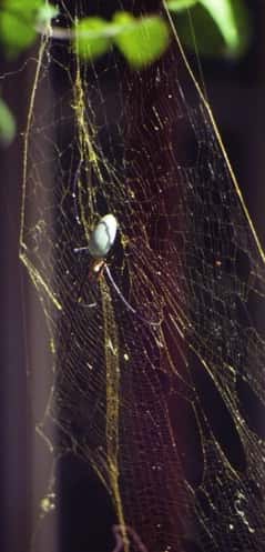Les araignées du genre <em>Nephila </em>(comme ici <em>Nephila pilipes</em>) construisent de grandes toiles en soie dorée. ©<em> Biology Letters</em>