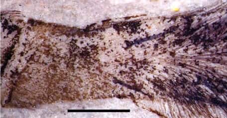 Les poils (ou setae ou trichobothries) sont très visibles au niveau des tibia de l'araignée fossilisée. ©<em> Biology Letters</em>