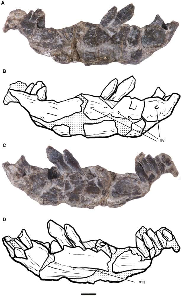 La mâchoire et les dents de <em>Leonerasaurus taquetrensis</em> (ici la mâchoire inférieure droite) montrent des caractéristiques proches mais bien distinctes des vrais sauropodes. Les paléontologues s'intéressent ici à la forme de l'os, à celle des dents et à la position des foramens neurovasculaires (nv, des passages pour des nerfs et des vaisseaux) et de la rainure meckelienne (mg), absente chez les mammifères. La barre d'échelle mesure 5 millimètres. © Diego Pol, Alberto Garrido, Ignacio A. Cerda/Plos One