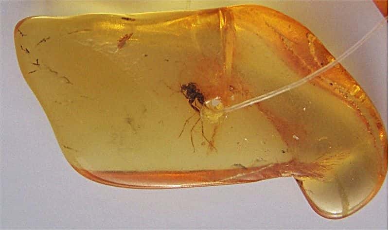 Des insectes peuvent être retrouvés pris au piège dans l'ambre depuis des millions d'années. © Mila Zinkova, Wikimedia, CC by-sa 3.0