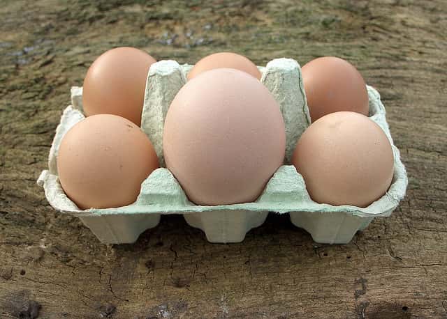Les poules pondront peut-être un jour des œufs de dinosaure ! © James Morton, Flickr, CC by-nc-nd 2.0