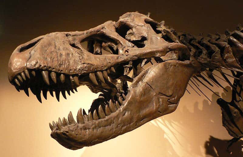 <em>Tyrannosaurus rex</em>, au palais de la Découverte, à Paris. © 2005 David Monniaux, CC by-sa 3.0