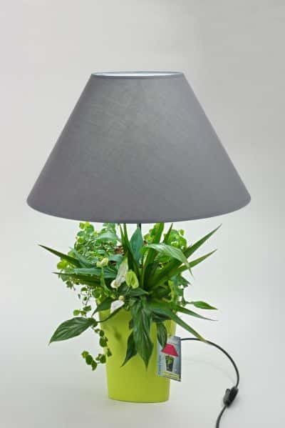 Lumipouss, un jardin sous votre lampe ! © Concours Lépine