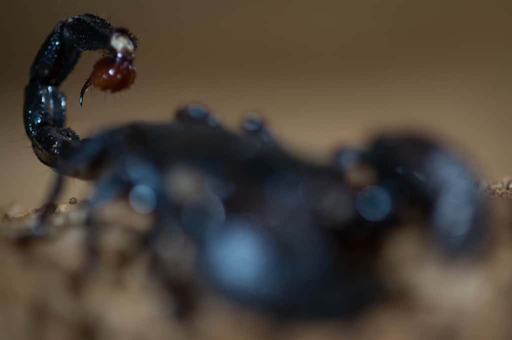 Le venin du scorpion est administré à ses victimes par son aiguillon. © Greg Kohuth (image du communiqué de l'université d'État du Michigan)