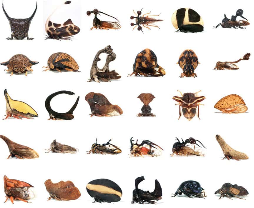 Les membracides : une surprenante famille d'insectes parés d'un casque qui recouvre le corps et les camoufle. Cet apanage est une modification d'une paire d'ailes surnuméraire. © Nicolas Gompel
