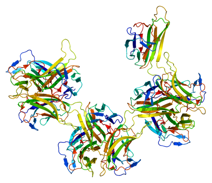 La cytokine BLyS, aussi connue sous le nom de BAFF ou de TNFLSF13B, possède une structure moléculaire complexe. © Emw, Wikimedia, CC by-sa 3.0 