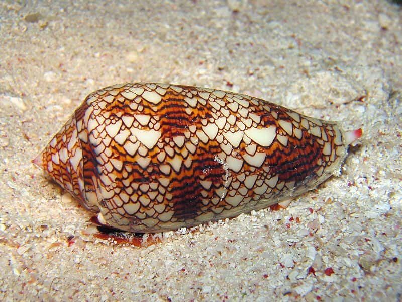 Les cônes (comme ici <em>Conus textile</em>) sont des gastéropodes marins dangereux pour l'Homme, du fait de leur puissante neurotoxine. © Richard Ling, Wikimedia, CC by-sa 3.0