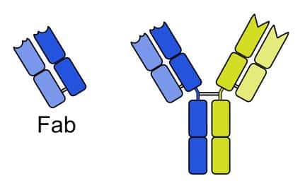 Le Lucentis correspond à la partie Fab (fragment de fixation à l'antigène) de l'anticorps monoclonal entier qu'est l'Avastin. © Anypodetos, Wikimedia, domaine public