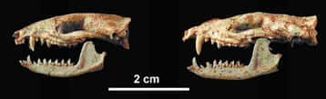 Les crânes des femelles (à gauche) et ceux des mâles (à droite) possèdent de grandes différences, dont la taille et la longueur des canines. © Lemzaouda/MNHN