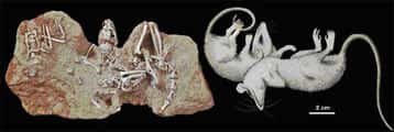 Les fossiles des opossums ont été retrouvés très près les uns des autres, indiquant probablement une vie en groupe. © Lemzaouda/MNHN, Fernandez/MNHN