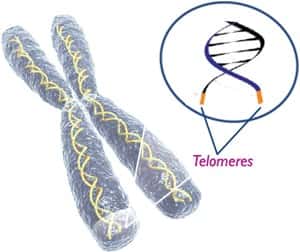 Les télomères constituent les extrémités des chromosomes. © DR