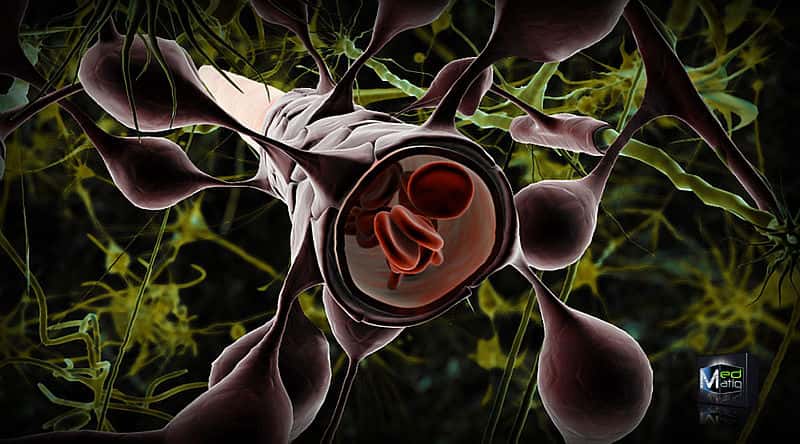 Les astrocytes, qui entourent les vaisseaux sanguins dans le cerveau, participent aussi à la régulation de l'étanchéité de la barrière hémato-encéphalique. © Ben Brahim Mohammed, Wikimedia, CC by 3.0