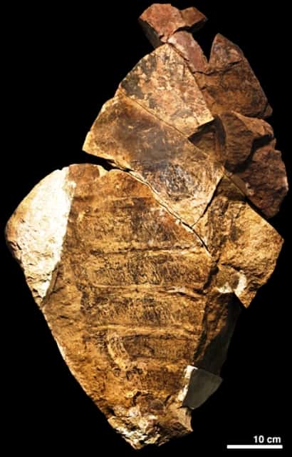Un fragment du fossile d'anomalocaride décrit dans <em>Nature</em>. © Peter Van Roy