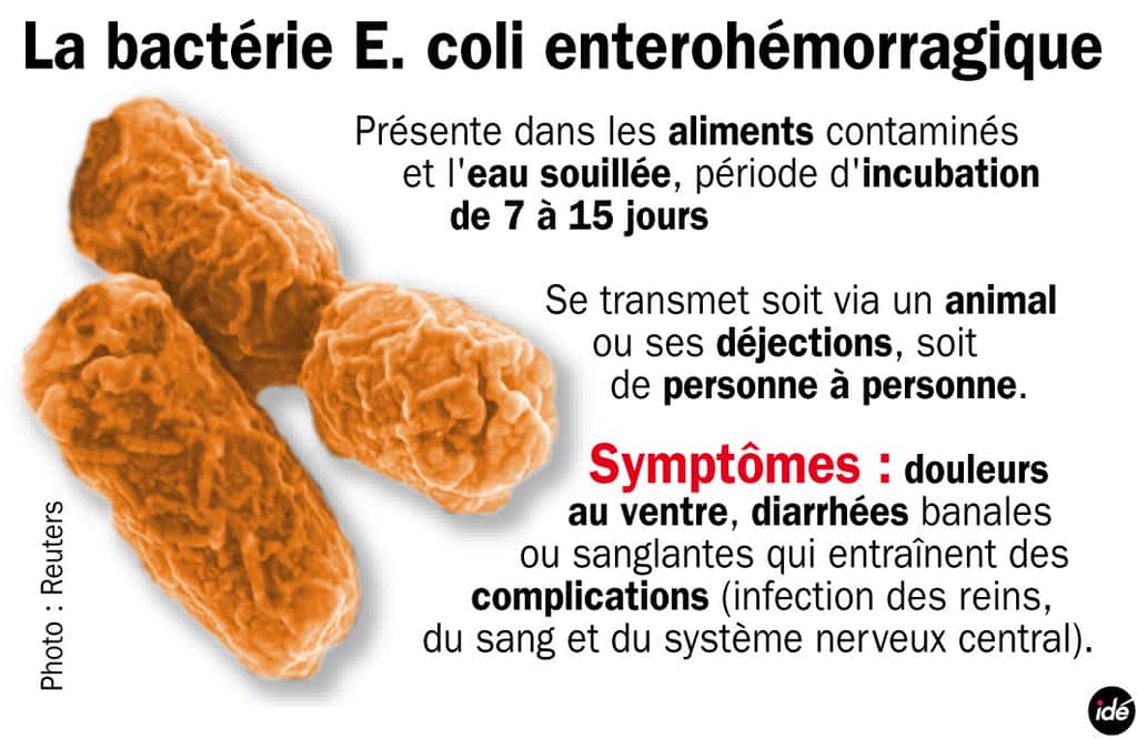 Les bactéries <em>E. coli </em>entérohémorragiques ont déjà provoqué au moins trois morts en Allemagne. © Idé