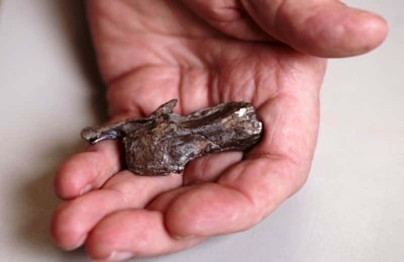 Mesurant environ 4 centimètres de longueur, cette vertèbre du cou appartenait à un petit spinosaure d'environ 2 mètres de long, qui vivait il y a 105 millions d'années pendant la période du Crétacé inférieur en Australie. © Jon Augier-<em>Museum Victoria</em>