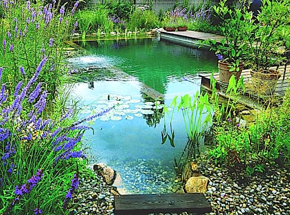 La piscine naturelle : un milieu changeant, vivant, à l’opposé de la stérilité des bassins chlorés. © Biotop