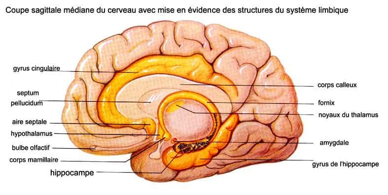 Sur cette coupe schématique du cerveau, l'hippocampe est bien visible. © Institut français de l'éducation