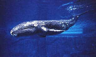 La baleine grise est un cétacé de taille moyenne (11 à 14 mètres) des côtes du Pacifique nord. C'est le seul représentant actuel du genre <em>Eschrichtius</em>. © <em>Marine Mammal Commission-wikipediaDP</em>