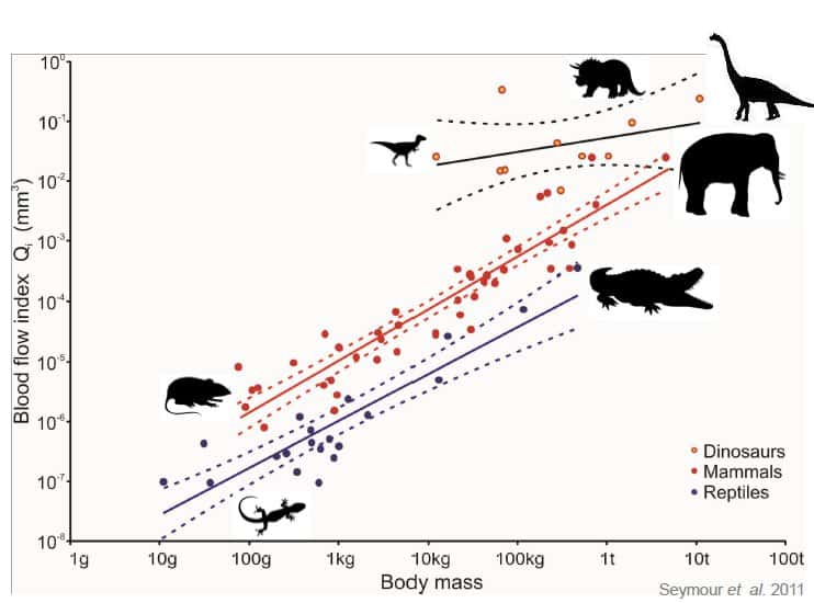 Graphique montrant un indice du flux sanguin (Q<sub>i</sub>) en fonction de la masse. Q<sub>i</sub> est en fait un indicateur qui prend en compte le rayon du foramen et la longueur du fémur. Le graphe montre donc que, proportionnellement à la taille du fémur, les dinosaures ont dans l'ensemble un foramen plus large que celui des mammifères et encore plus large que celui des reptiles. © Seymour <em>et al.,</em> 2011