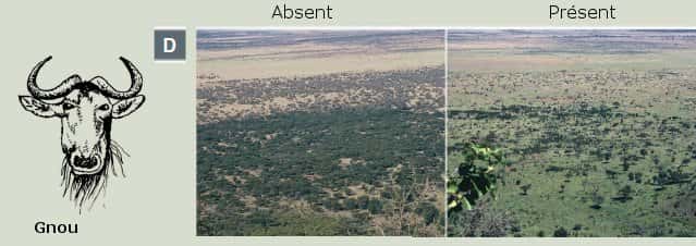 Impact de grands herbivores, comme le buffle ou le gnou, sur le couvert végétal des plaines de l'Afrique de l'Est. © Estes <em>et al.</em>, 2011