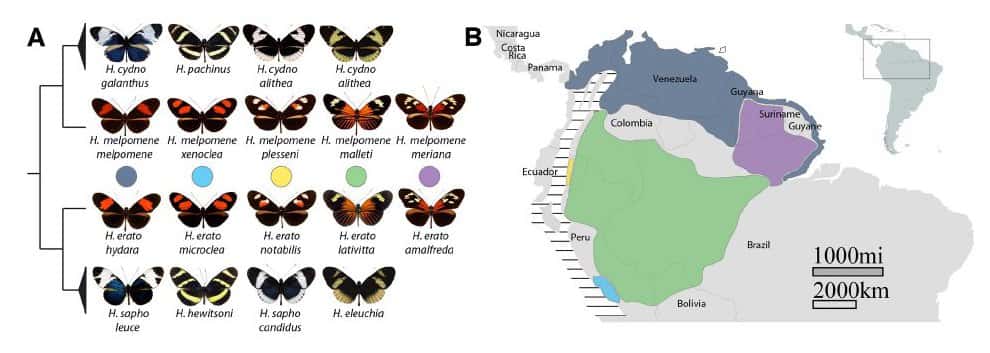 Diversité des espèces au sein du genre <em>Heliconius</em>. On voit que des espèces génétiquement éloignées ont des phénotypes similaires. On parle de convergence évolutive. © Reed <em>et al</em>., 2011