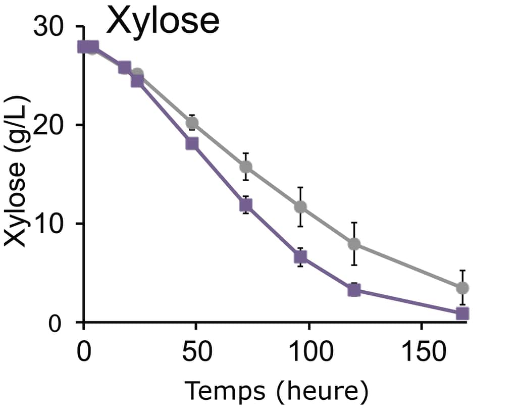 Consommation de xylose par le champignon <em>Saccharomyces cerevisiae</em> avec le gène CtAKR (violet) ou sans (gris). © Wohlbach <em>et al.</em>, 2011 - traduction Futura-Sciences