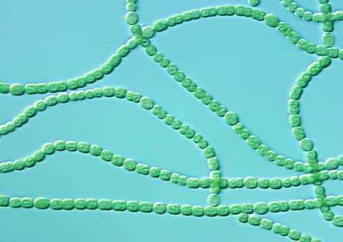 Les cyanobactéries pourraient être à l'origine de la mort des sangliers sur les plages bretonnes. © <em>Argonne National Laboratory</em>, Flickr, CC BY-NC-SA 2.0
