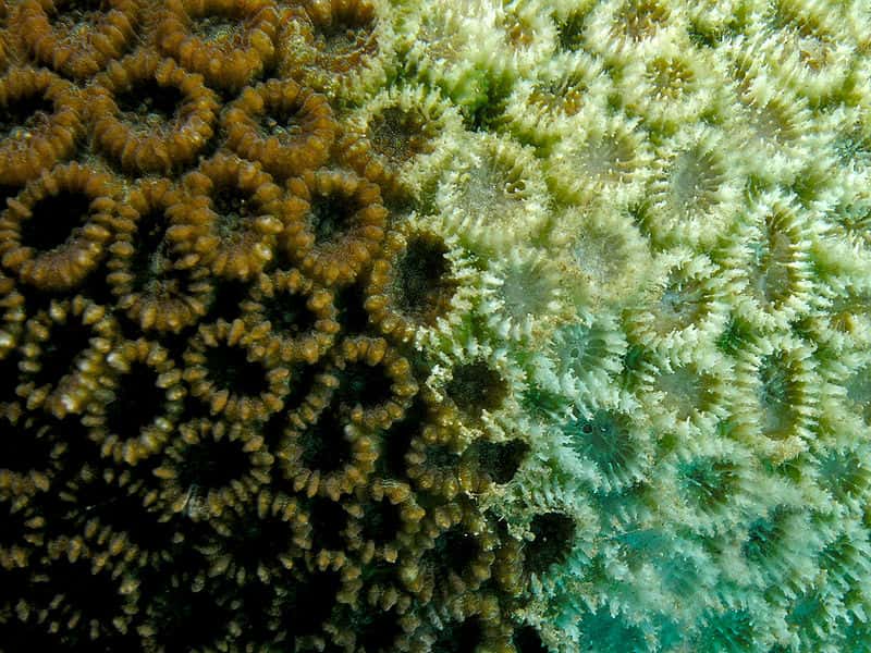 Quand le corail subit un stress comme la hausse des températures de l'eau, il expulse les microalgues symbiotiques qui lui donnent sa couleur. C'est le blanchiment, qui prive aussi l'animal d'une partie essentielle de sa nourriture et conduit en peu de temps la colonie à la mort. © Nick Hobgood, CC-by-sa
