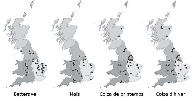 L'étude a porté sur des champs de betterave, maïs et colza en Grande-Bretagne. Près de 200 champs ont fait l'objet de recensement de carabidés et de graines. © Dohan <em>et al.</em>, 2011 - adaptation Futura-Sciences