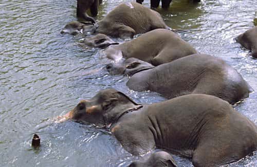 Un bon bain entre copains pour ces éléphants sri-lankais !  © Laurenz Bobke, Flickr, CC by-nc-nd 2.0