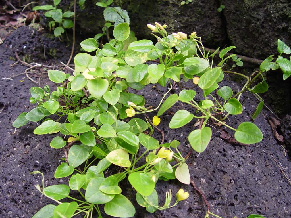 <em>Oxalis simplicifolia</em>, de la famille des Oxalidacées, collectée sur l’île de Ua Huka en 2011. Sur la photo, on peut voir les feuilles simples, des fleurs et des fuites. © Steve Perlman, <em>National Tropical Botanical Garden</em>