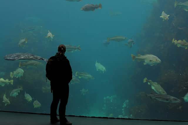 L’Homme face à la morue, ici pacifiquement dans un aquarium en Norvège. Ce poisson a permis de faire vivre des populations entières, mais les Hommes sauront-ils organiser la pêche de manière à assurer son avenir ? © Joachim S. Müller, Flickr, CC by-nc-sa 2.0