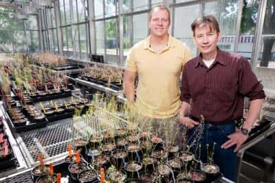 Les deux biologistes Ken Paige et Daniel Scholes devant leurs plants tests d’<em>Arabidopsis thaliana</em> au cours de leur étude. © L. Brian Stauffer